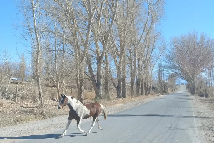 En un operativo en distintas rutas, la policía incautó animales sueltos