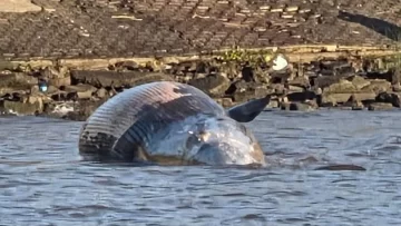 Apareció una ballena muerta en la costa del Río de la Plata