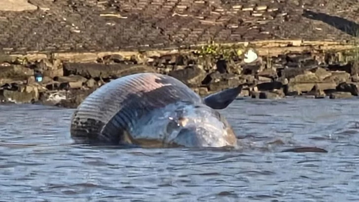 Apareció una ballena muerta en la costa del Río de la Plata
