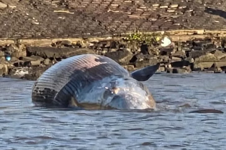 Apareció una ballena muerta en la costa del Río de la Plata