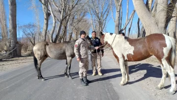 caballos-sueltos-728x410