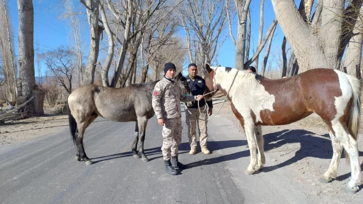 caballos-sueltos-728x410