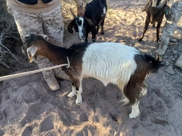cabras-sueltas-728x546