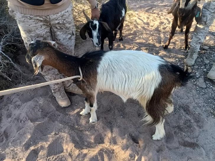 cabras-sueltas-728x546