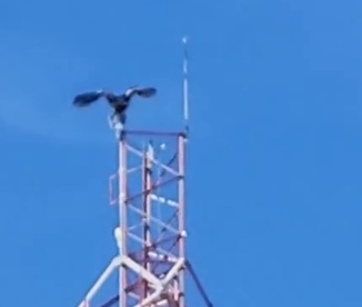 Una postal inusual: filmaron a un cóndor en pleno centro de Jáchal