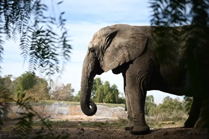 Kenya llegó a Brasil y no quedan elefantes en cautiverio en Argentina