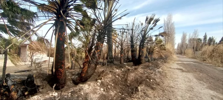 palmeras-incendio-728x328