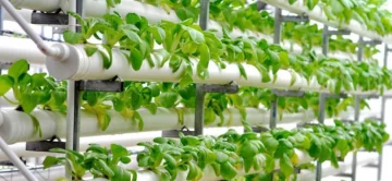 xHIDROPONIA2-728x337