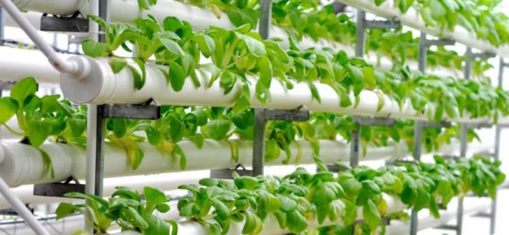 xHIDROPONIA2-728x337