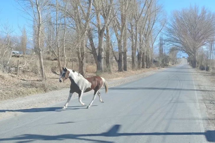 Gestionan la creación de un 50% más de unidades de la Policía Rural