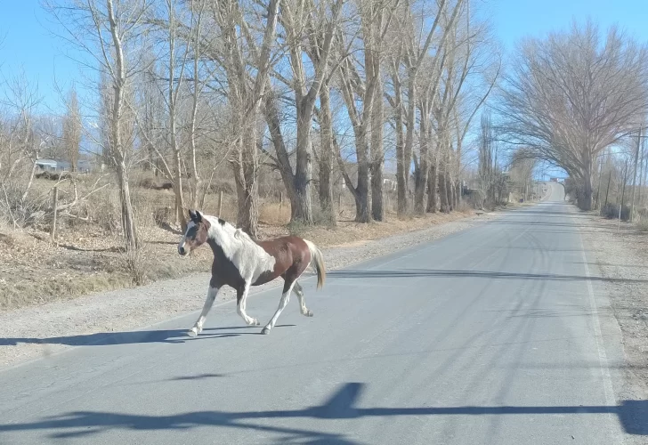 Gestionan la creación de un 50% más de unidades de la Policía Rural