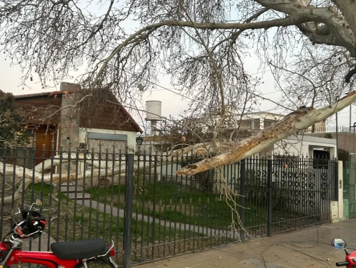 Una rama de gran tamaño cayó sobre una vivienda en Rawson Una rama de gran tamaño cayó sobre una vivienda en Rawson