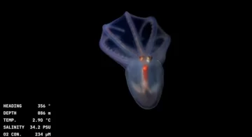 Exploración en vivo del cañón submarino de Mar del Plata: Cómo ver la misión del CONICET