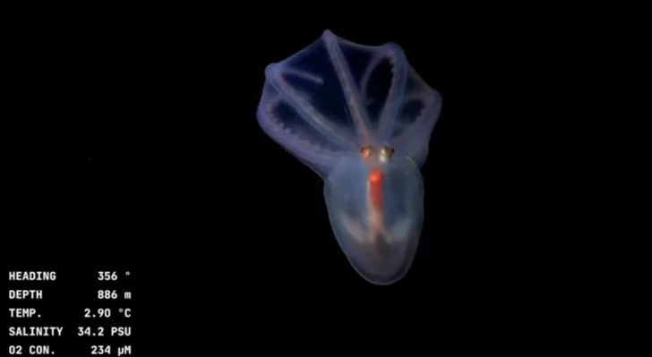 Exploración en vivo del cañón submarino de Mar del Plata: Cómo ver la misión del CONICET