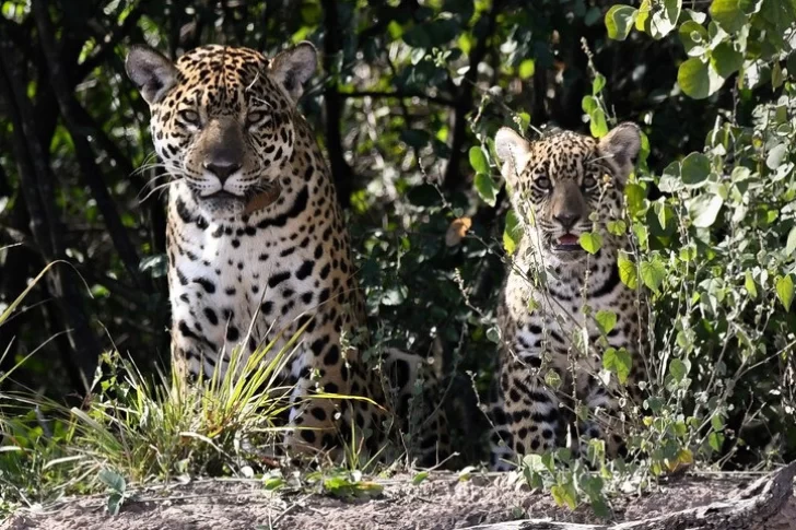 Nalá y su histórica cría de yaguareté
