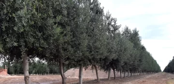 A pesar de que el invierno demoró, el agro ya alcanzó las horas de frío A pesar de que el invierno demoró, el agro ya alcanzó las horas de frío