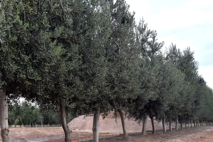 A pesar de que el invierno demoró, el agro ya alcanzó las horas de frío