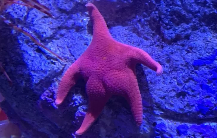 CONICET se despidió del fondo del mar, pero luego regresará