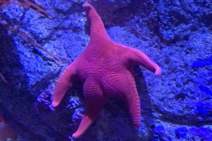 CONICET se despidió del fondo del mar, pero luego regresará