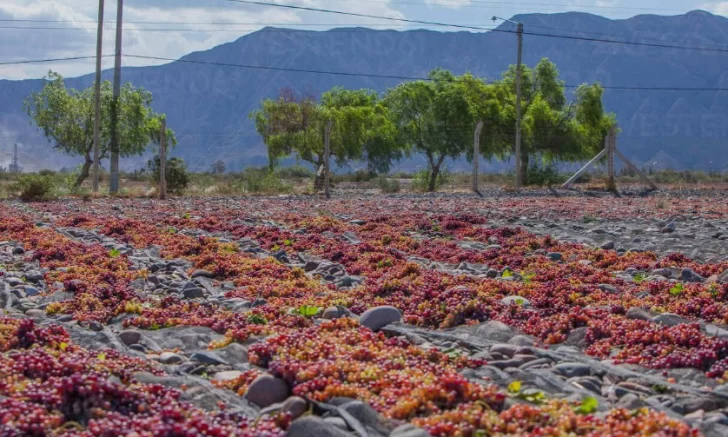 El alza en la viticultura moderó la baja en las exportaciones del aceite de oliva y la conserva