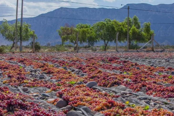 El alza en la viticultura moderó la baja en las exportaciones del aceite de oliva y la conserva