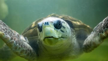 El tortugo Jorge pasó 40 años en cautiverio y lo liberaron, pero perdió la señal de su rastreador El tortugo Jorge pasó 40 años en cautiverio y lo liberaron, pero perdió la señal de su rastreador