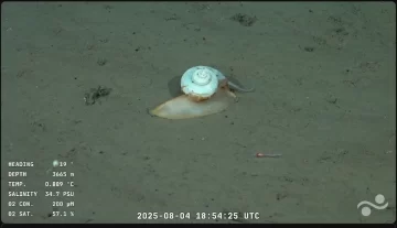 Exploración del cañón submarino de Mar del Plata: Cómo ver en vivo el streaming del CONICET