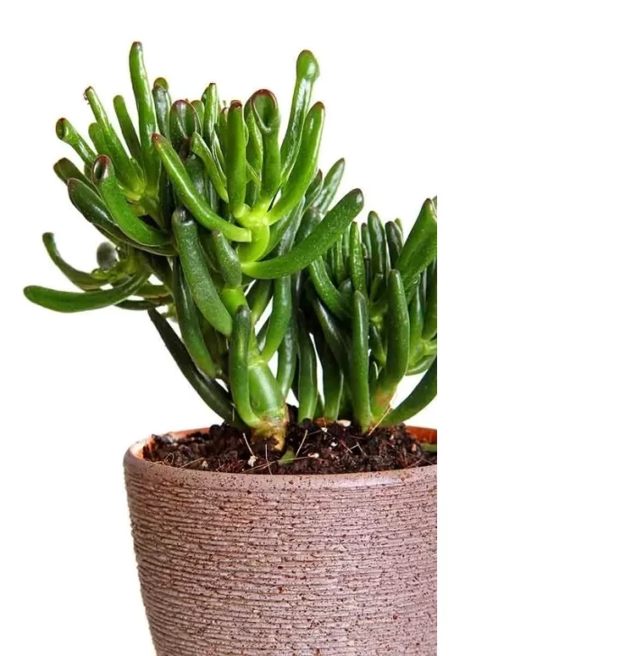 Oreja-de-Shrek-688x728