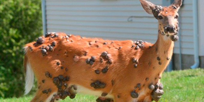 Qué son los impactantes bultos registrados en ciervos de los Estados Unidos Qué son los impactantes bultos registrados en ciervos de los Estados Unidos