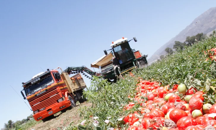 El tomate para industria producirá menos por primera vez en 10 años El tomate para industria producirá menos por primera vez en 10 años