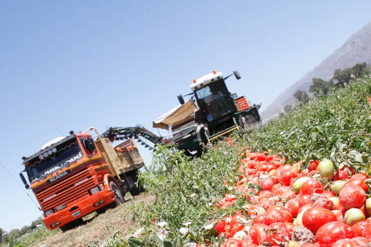 El tomate para industria producirá menos por primera vez en 10 años