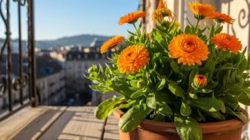 La planta que florece durante todo el invierno y es fácil de mantener La planta que florece durante todo el invierno y es fácil de mantener