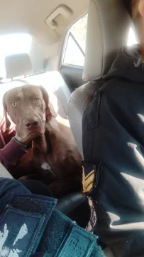 Robaron un perro en Rivadavia y la Policía lo recuperó en la Villa Chacabuco Robaron un perro en Rivadavia y la Policía lo recuperó en la Villa Chacabuco