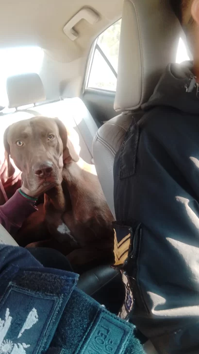 Robaron un perro en Rivadavia y la Policía lo recuperó en la Villa Chacabuco Robaron un perro en Rivadavia y la Policía lo recuperó en la Villa Chacabuco