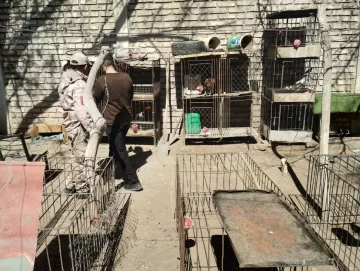 Nuevo golpe al tráfico ilegal de fauna silvestre: 137 aves, 10 gallos y hasta marihuana Nuevo golpe al tráfico ilegal de fauna silvestre: 137 aves, 10 gallos y hasta marihuana