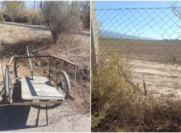 Un joven de 18 años fue detenido por robar 20 cepas de una finca de Zonda Un joven de 18 años fue detenido por robar 20 cepas de una finca de Zonda