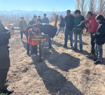 XBOSQUEMALIMAN-728x663