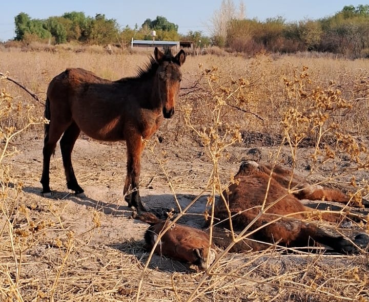 Rescataron 4 equinos y 5 perros hacinados y con hongos en Albardón: una yegua tuvo que ser sacrificada Rescataron 4 equinos y 5 perros hacinados y con hongos en Albardón: una yegua tuvo que ser sacrificada