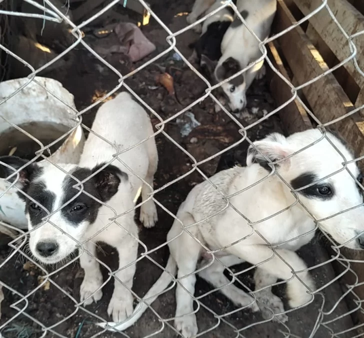 allanamiento-albardon-animales2025-3-728x675 allanamiento-albardon-animales2025-3-728x675