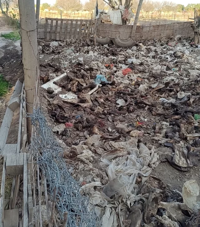 allanamiento-albardon-animales2025-4-642x728 allanamiento-albardon-animales2025-4-642x728