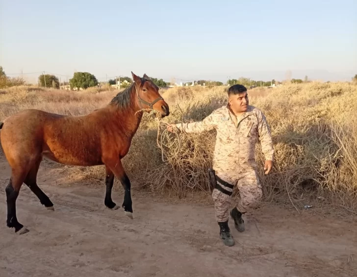 allanamiento-albardon-animales2025-5-728x566 allanamiento-albardon-animales2025-5-728x566