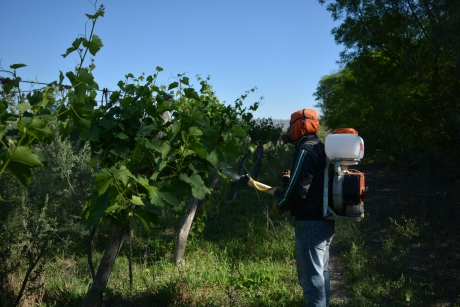 Con fondos propios, el gobierno de San Juan lanza campaña contra la polilla de la vid Con fondos propios, el gobierno de San Juan lanza campaña contra la polilla de la vid