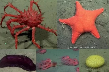 Exploración en vivo del cañón submarino de Mar del Plata: Cómo ver el streaming del CONICET