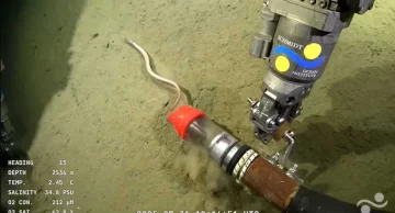 Termina la misión del Conicet en el fondo del Mar Argentino: el pedido que hicieron los científicos Termina la misión del Conicet en el fondo del Mar Argentino: el pedido que hicieron los científicos