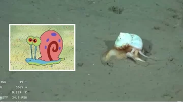 gary-bob-espponja-conicet-728x410