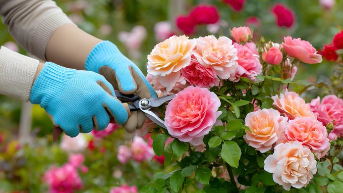 Cuándo recomiendan podar la rosa para que florezca más Cuándo recomiendan podar la rosa para que florezca más