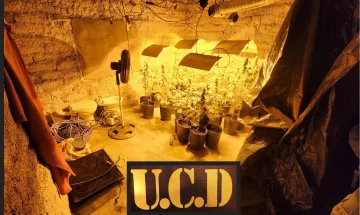 Investigaban un robo y encontraron un invernadero con 22 plantas de marihuana Investigaban un robo y encontraron un invernadero con 22 plantas de marihuana