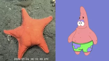 patricio-estrella-728x410