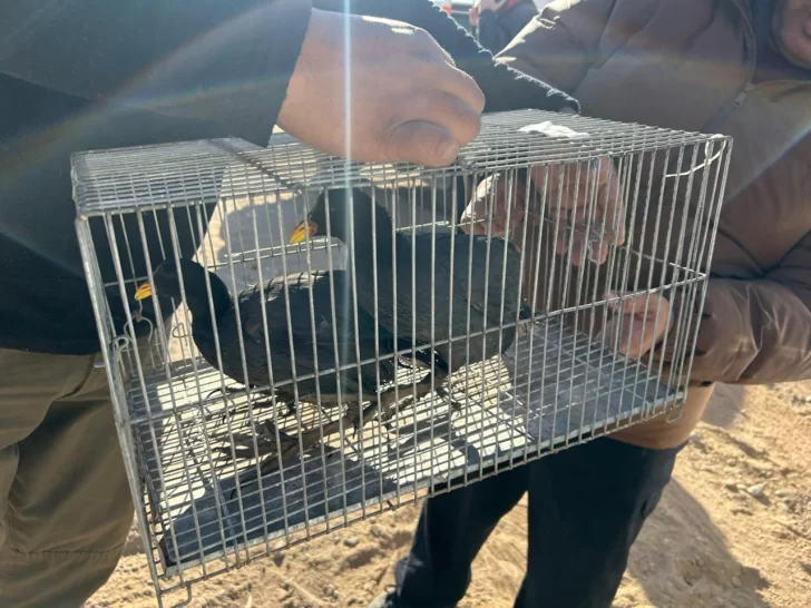 Tras dos allanamientos recuperaron 8 aves autóctonas y detuvieron a un hombre Tras dos allanamientos recuperaron 8 aves autóctonas y detuvieron a un hombre