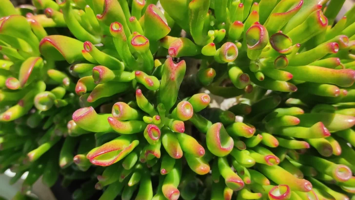 Oreja de Shrek, las suculentas con identidad: los cuidados a tener en cuenta y lo bien que se adaptan a zonas cálidas